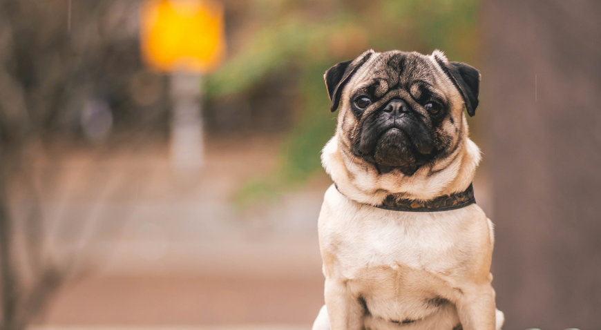 Saúde e bem-estar dos animais de estimação promovidas por controlos de edifícios de alta tecnologia